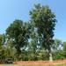 A large oak tree and a cotton tree are being saved from removal as part of DTE and the DEQ's clean up efforts at the former MichCon site along the Huron River in Ann Arbor.  Melanie Maxwell I AnnArbor.com
